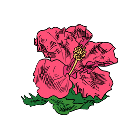 Hibiscus clipart