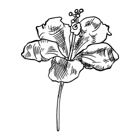 Hibiscus black and white clipart