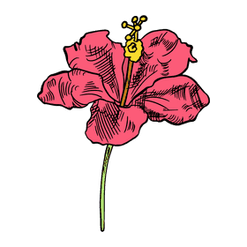 Hibiscus clipart