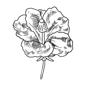 Hibiscus black and white clipart