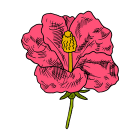 Hibiscus clipart