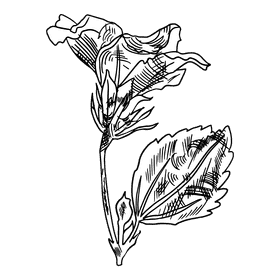 Hibiscus black and white clipart