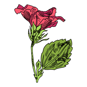 Hibiscus clipart