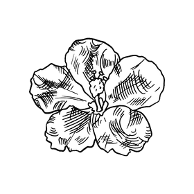 Hibiscus black and white clipart