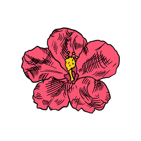 Hibiscus clipart