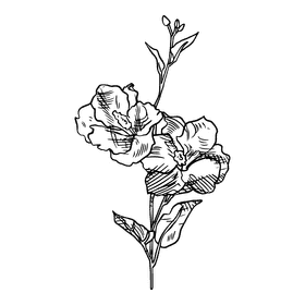 Hibiscus black and white clipart
