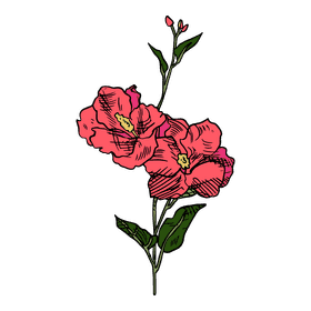 Hibiscus clipart