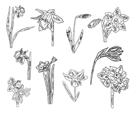 Daffodil black and white vector