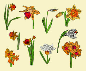 Daffodil vector