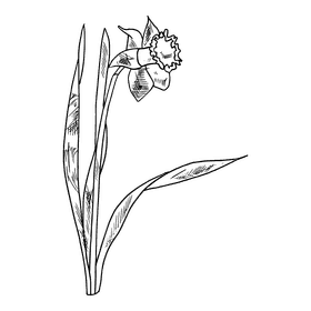 Daffodil black and white clipart