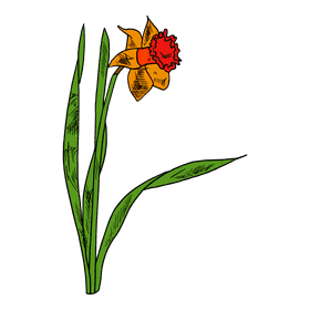 Daffodil clipart