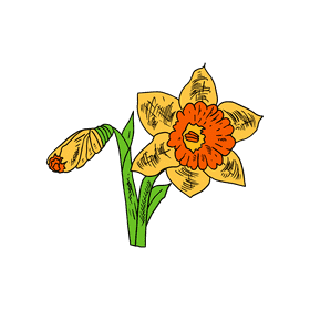 Daffodil clipart