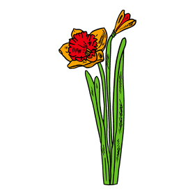 Daffodil clipart