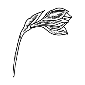 Daffodil black and white clipart