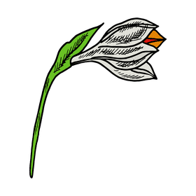 Daffodil clipart