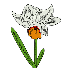 Daffodil clipart