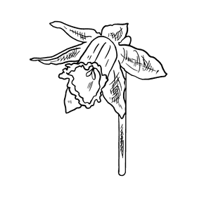 Daffodil black and white clipart