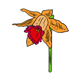 Daffodil clipart