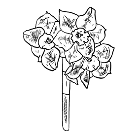 Daffodil black and white clipart