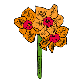 Daffodil clipart