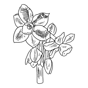 Daffodil black and white clipart