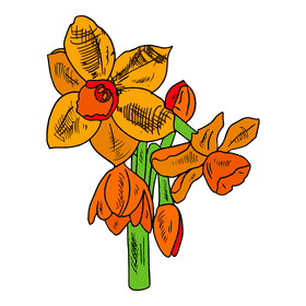 Daffodil clipart
