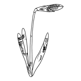 Daffodil black and white clipart