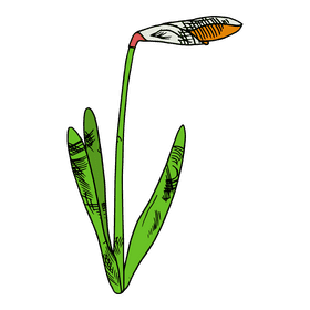 Daffodil clipart