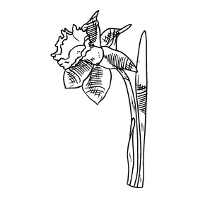 Daffodil black and white clipart