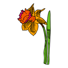Daffodil clipart