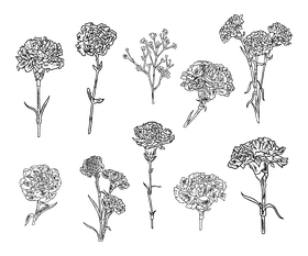 Carnation black and white vector