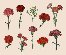 Carnation vector