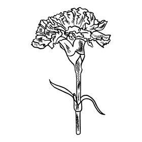 Carnation black and white clipart