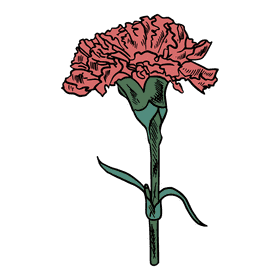 Carnation clipart