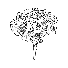 Carnation black and white clipart