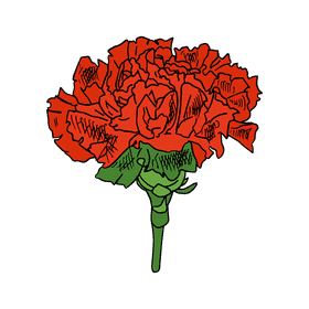 Carnation clipart
