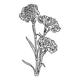Carnation black and white clipart