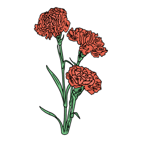 Carnation clipart