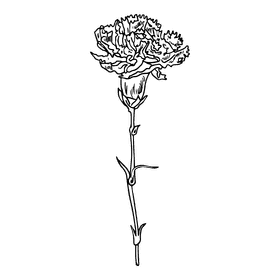 Carnation black and white clipart