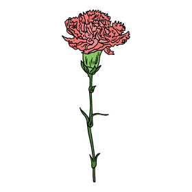 Carnation clipart