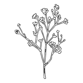 Carnation black and white clipart