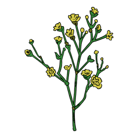 Carnation clipart