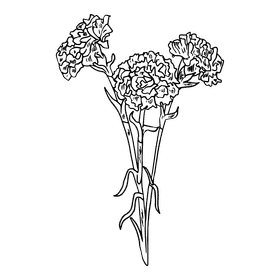 Carnation black and white clipart