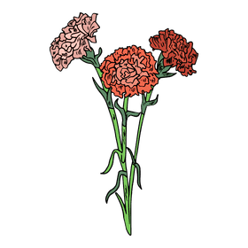 Carnation clipart
