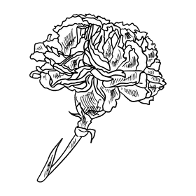 Carnation black and white clipart