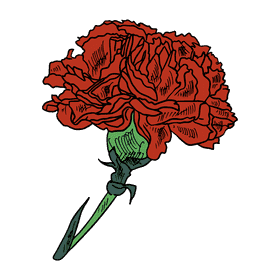 Carnation clipart