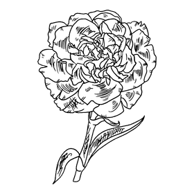 Carnation black and white clipart