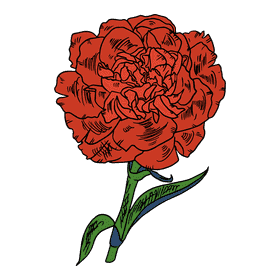 Carnation clipart