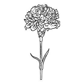 Carnation black and white clipart