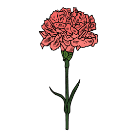 Carnation clipart